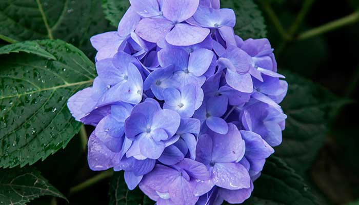 无尽夏怎么修剪 无尽夏的修剪方法