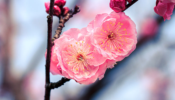 红梅怎么修剪 红梅的修剪方法