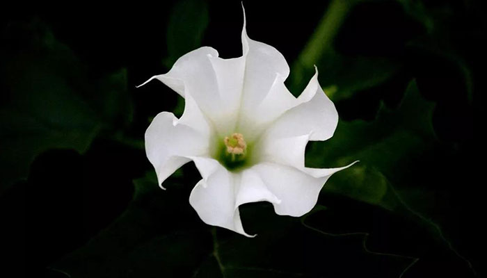 曼陀罗的花语 曼陀罗的花语是什么