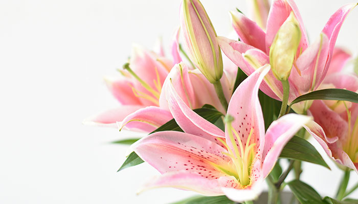 百合的花语是什么 百合花的花语