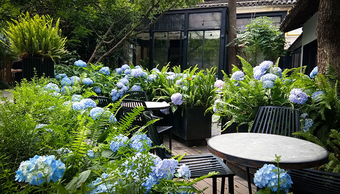 绣球花有哪些品种 绣球花的品种