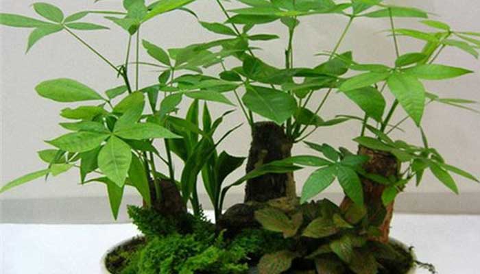发财树怎么修剪 发财树的修剪方法