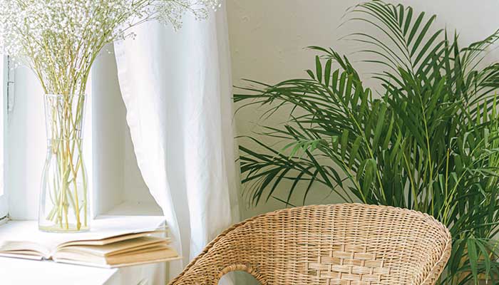 散尾葵怎么修剪 散尾葵的修剪方法