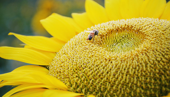 蜜蜂--15.jpg 蜜蜂--15.jpg