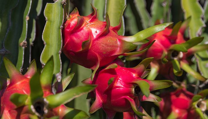 龙骨花怎么修剪 龙骨花的修剪方法