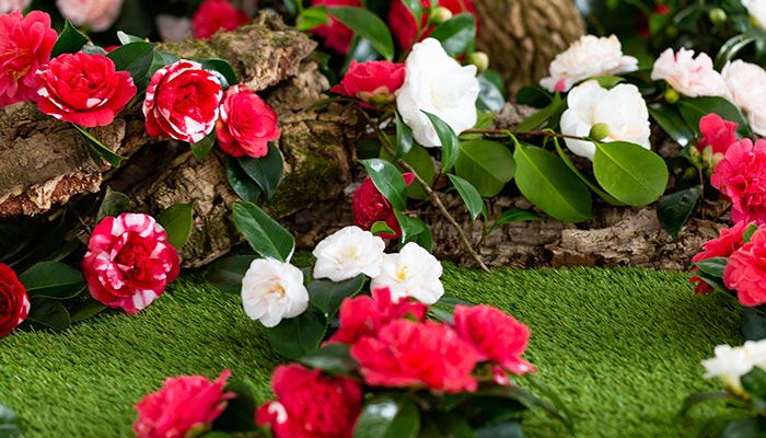 山茶花8.jpg 山茶花8.jpg