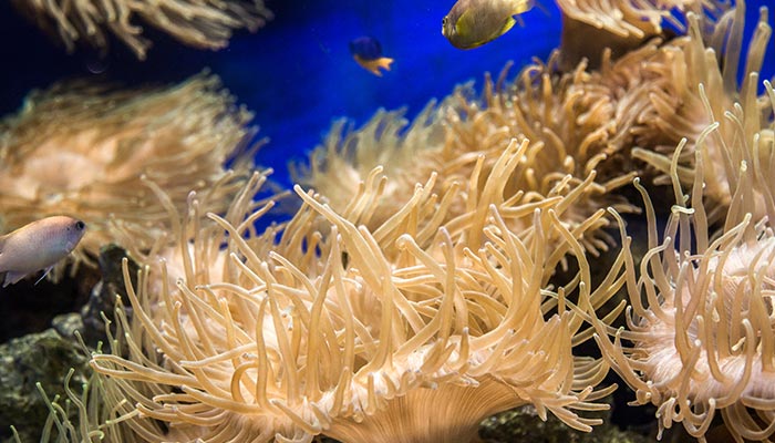 海葵1.jpg 海葵1.jpg