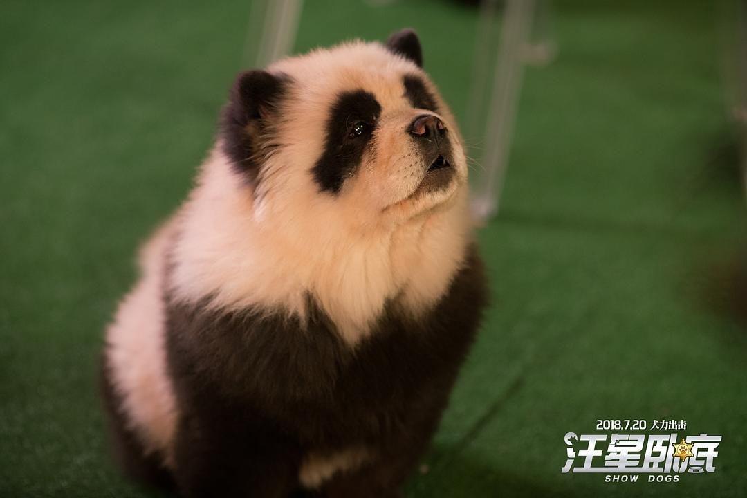 汪星卧底(2018)的剧照 汪星卧底(2018)的剧照