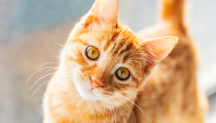 猫咪恨主人的十种表现