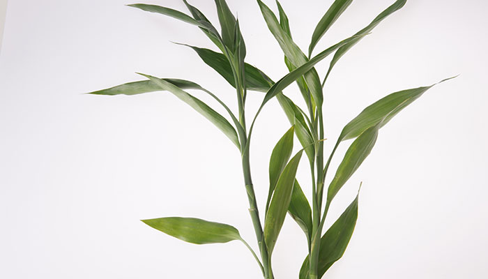 盆栽富贵竹的养殖方法和注意事项 盆栽富贵竹的养殖方法