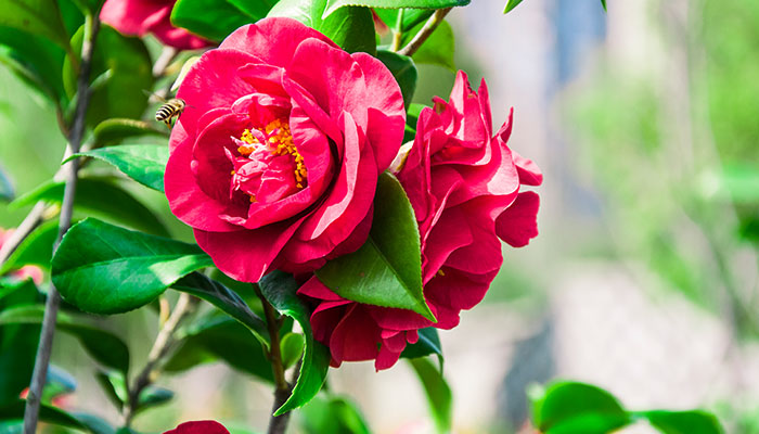 山茶花怎么修剪 山茶花的修剪方法