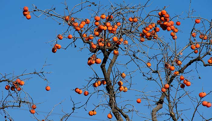 冬天落叶的树有哪些 有哪些树冬天会落叶
