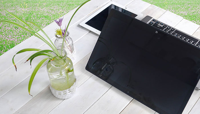 水培吊兰的养殖方法和注意事项 水培吊兰的养殖方法