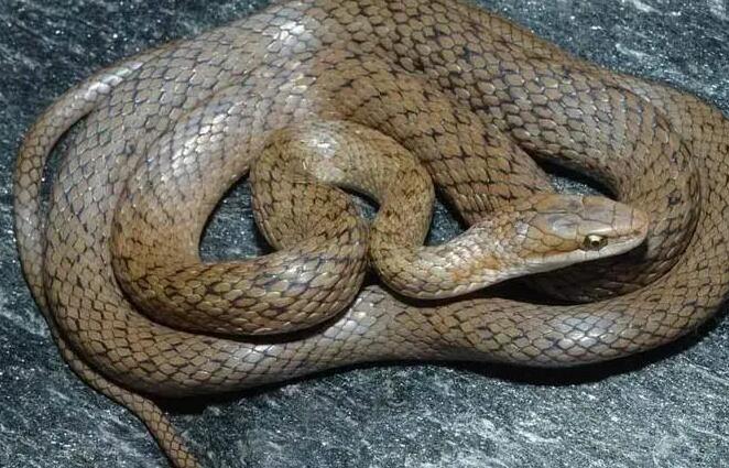 锈链腹链蛇最大有多少斤?看完你就知道了 锈链腹链蛇最大有多少斤?看完你就知道了