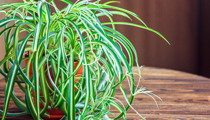 吊兰的养殖方法和注意事项 吊兰的养殖方法和注意事项有哪些