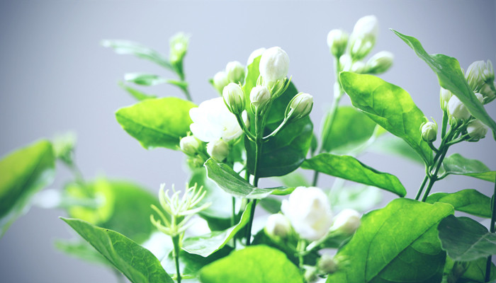 茉莉花怎么修剪 茉莉花的修剪方法