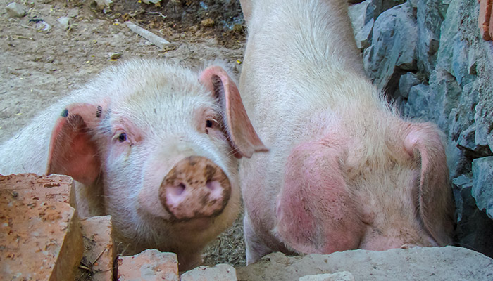 猪-21.jpg 猪-21.jpg