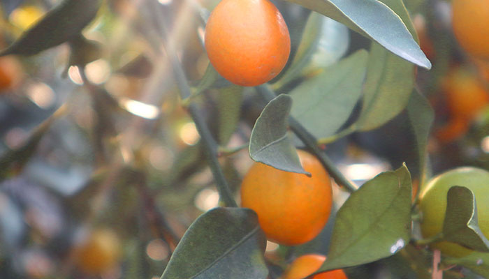 金桔施什么肥 金桔施哪些肥