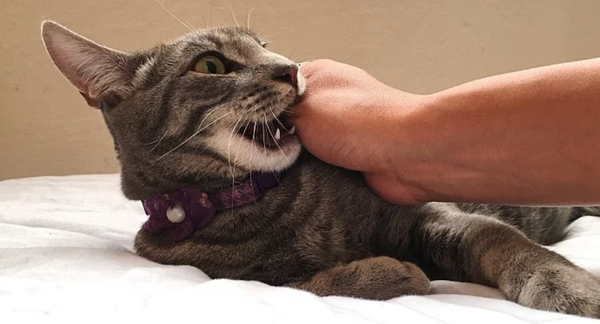 猫为什么突然咬人？主人还是要重视