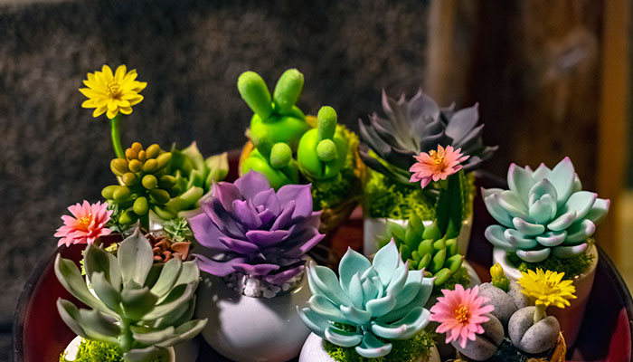 多肉的养殖方法和注意事项 多肉的养殖方法和注意事项有哪些