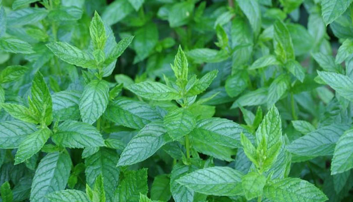 盆栽薄荷怎么修剪 盆栽薄荷的修剪方法