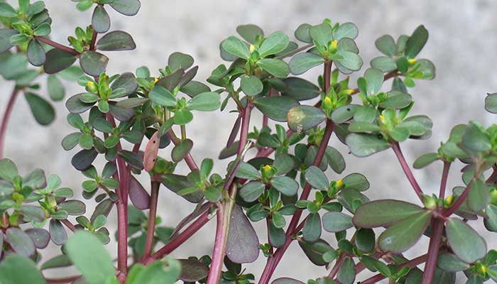 金枝玉叶的养殖方法和注意事项 金枝玉叶的养殖方法