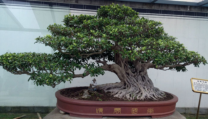 榕树怎么修剪 榕树的修剪方法