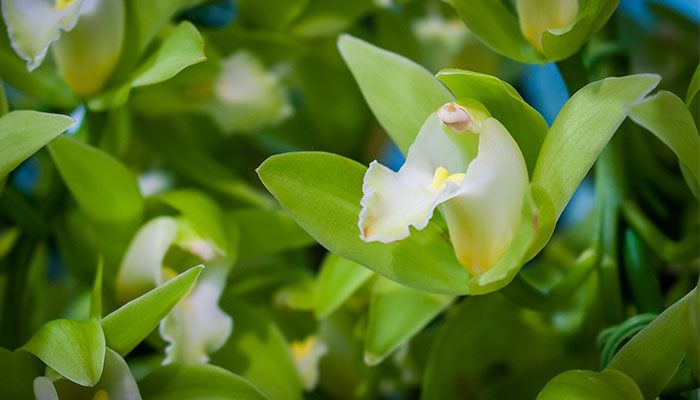 线状花材有哪些 有哪些的线状花材