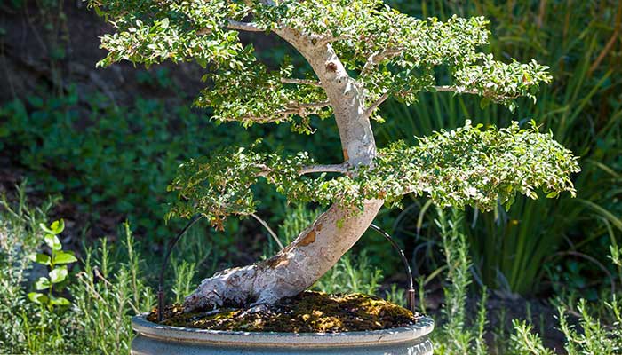 榆树盆景怎么修剪 榆树盆景的修剪方法