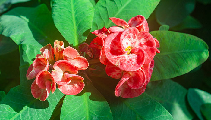 四季常开的花有哪些 有哪些花可以四季常开