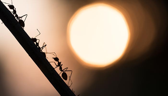 蚂蚁7.jpg 蚂蚁7.jpg