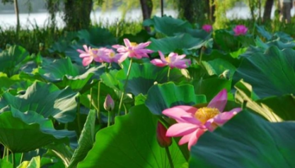 2023上海夏天最热的是哪几天2