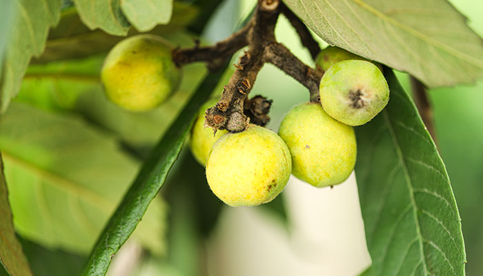 枇杷树太高怎么修剪 枇杷树太高的修剪方法