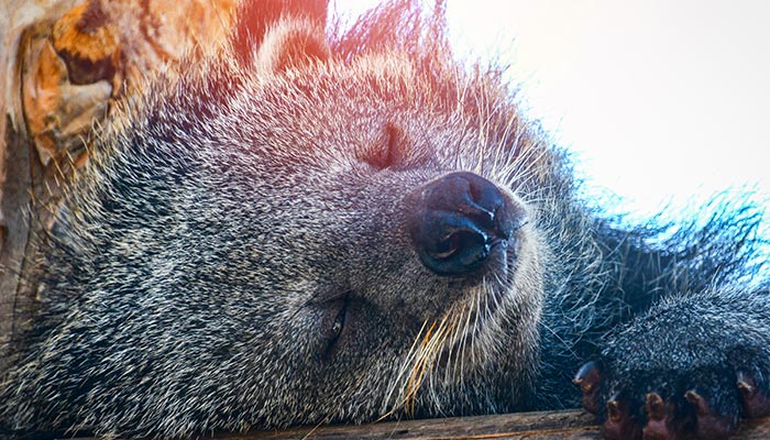 果子狸1.jpg 果子狸1.jpg