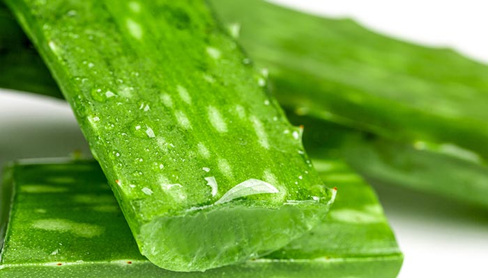 芦荟33.jpg 芦荟33.jpg