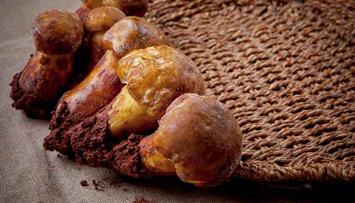 松茸4.jpg 松茸4.jpg