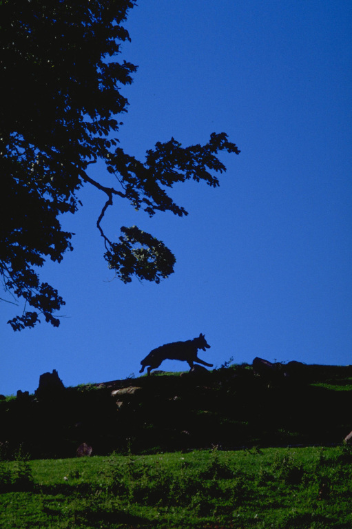 巴斯克维尔的猎犬(2000)的剧照 巴斯克维尔的猎犬(2000)的剧照