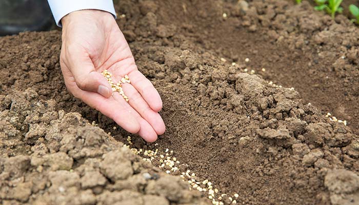 土壤4.jpg 土壤4.jpg