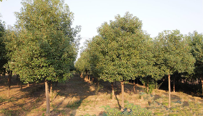 秋天有哪些树 秋季有哪些树