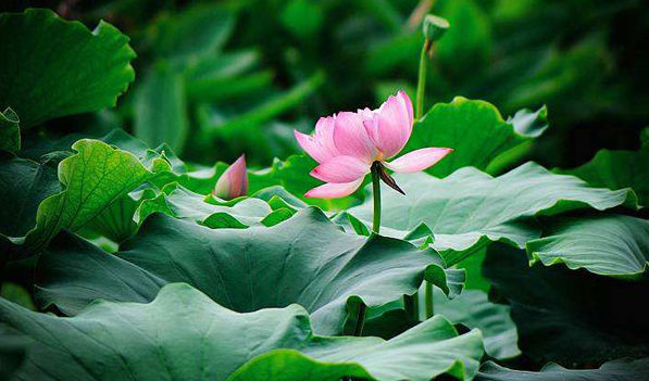 2023三伏第一天是几月几号2