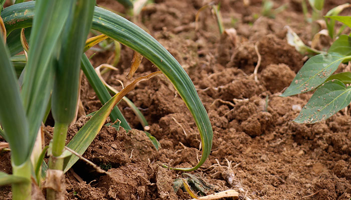 蒜苗施什么肥 蒜苗怎么施肥