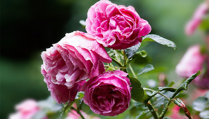 月季花怎么修剪 月季花的修剪方法