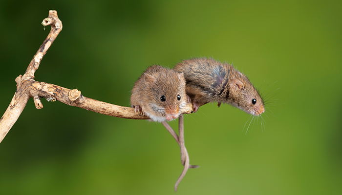 老鼠1.jpg 老鼠1.jpg