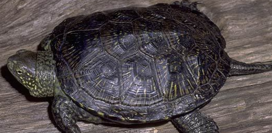 欧洲泽龟价格？你知道吗？