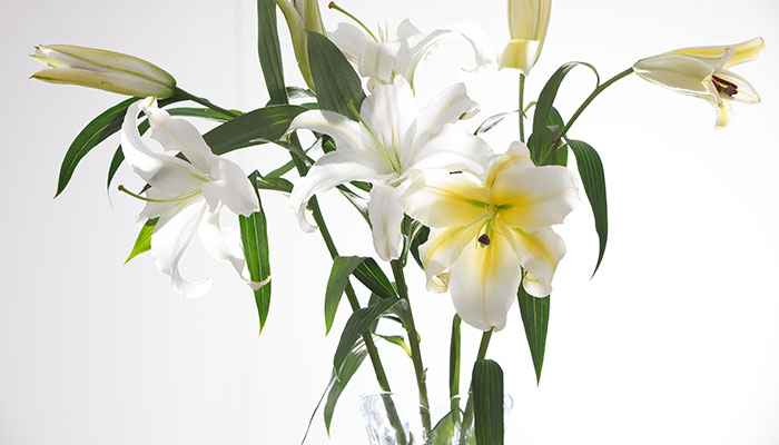 特别香的花有哪些 特别香的花推荐