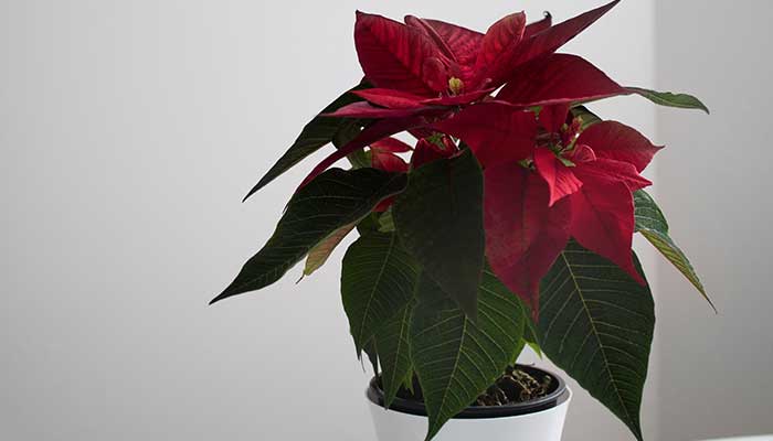 一品红的养殖方法和注意事项 一品红的养殖方法