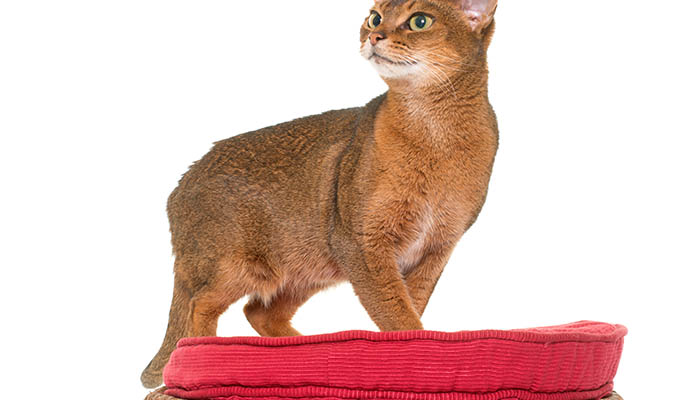 双瞳异色猫原因