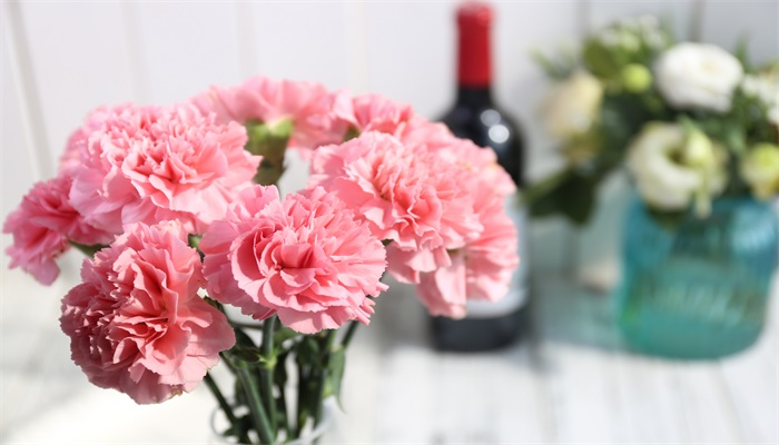 康乃馨花语和寓意 康乃馨花语和寓意分别是什么