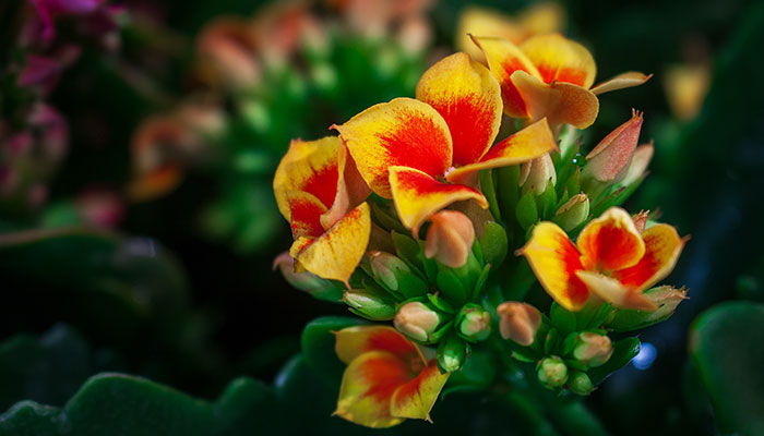 怎么修剪长寿花 修剪长寿花的方法