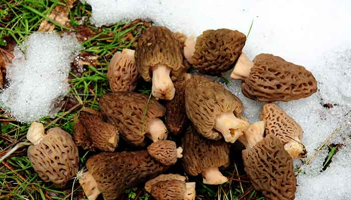 松茸23.jpg 松茸23.jpg